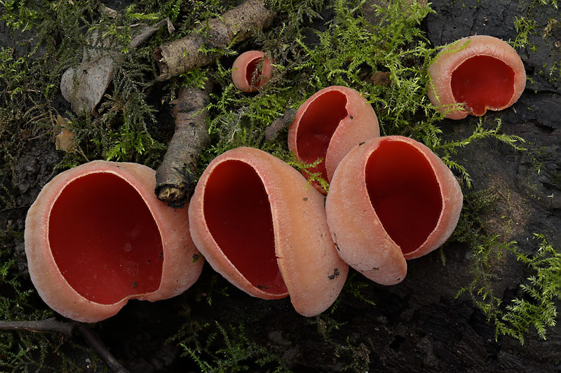 Sarcoscypha austriaca